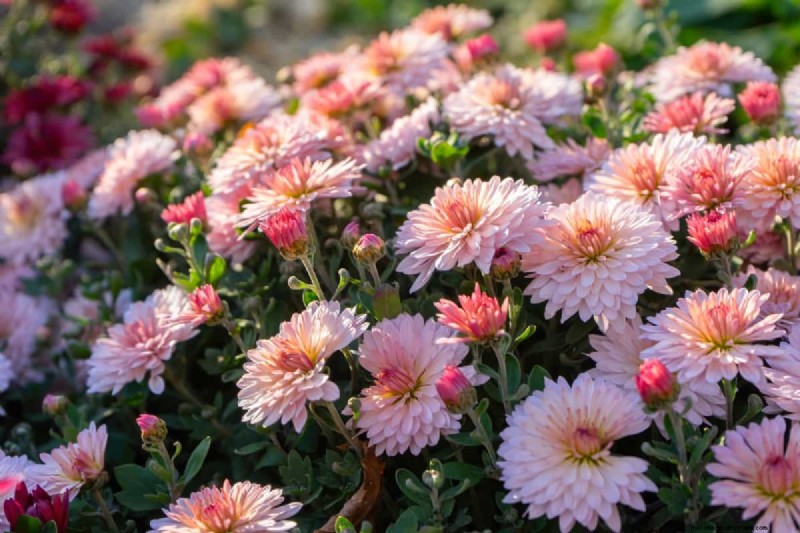 Protect Your Mums: A Comprehensive Guide to Pest & Disease Management