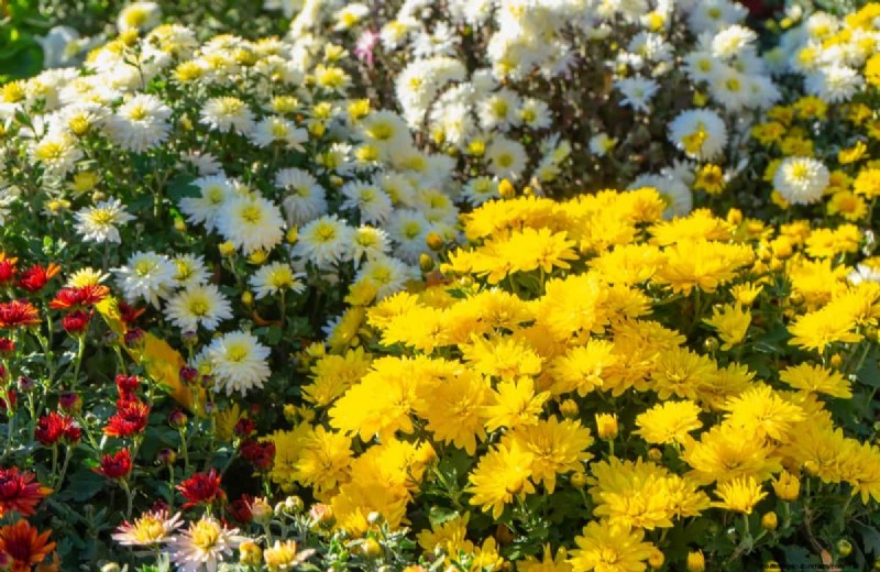 Protect Your Mums: A Comprehensive Guide to Pest & Disease Management