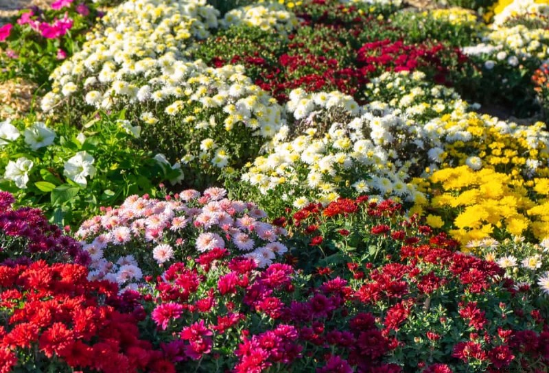 Protect Your Mums: A Comprehensive Guide to Pest & Disease Management
