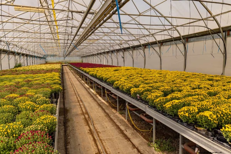 Protect Your Mums: A Comprehensive Guide to Pest & Disease Management