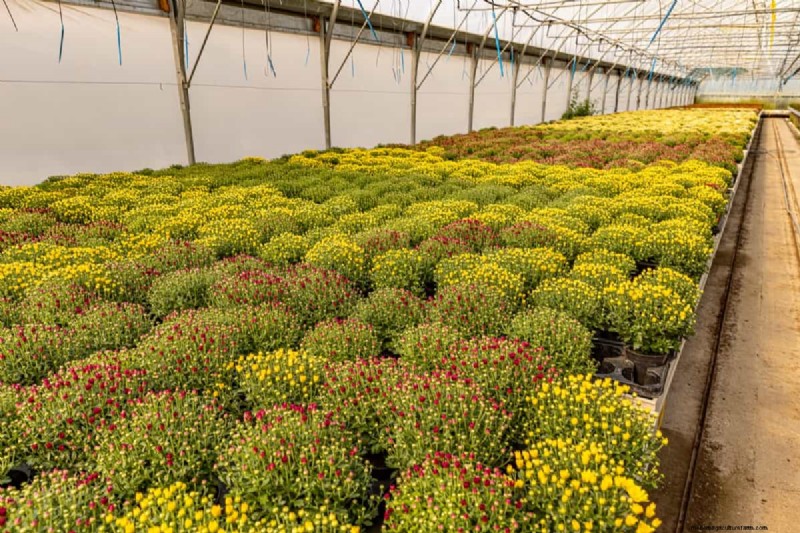 Protect Your Mums: A Comprehensive Guide to Pest & Disease Management
