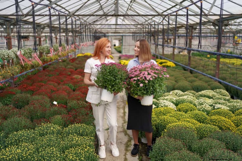 Protect Your Mums: A Comprehensive Guide to Pest & Disease Management