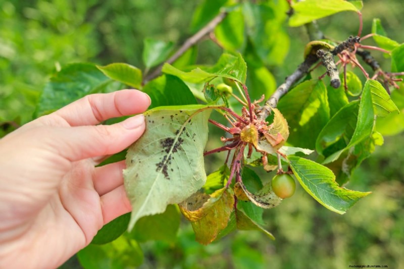Berry Orchard Pest & Disease Management: A Complete Guide