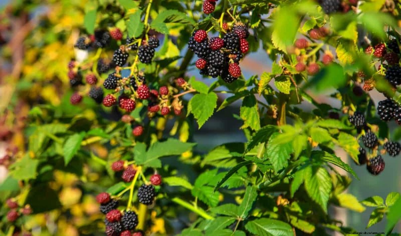 Berry Orchard Pest & Disease Management: A Complete Guide