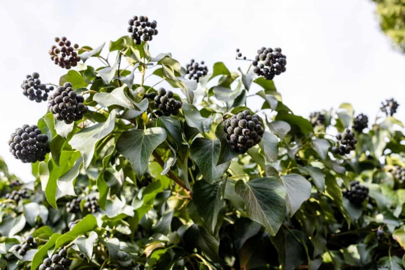 Berry Orchard Pest & Disease Management: A Complete Guide