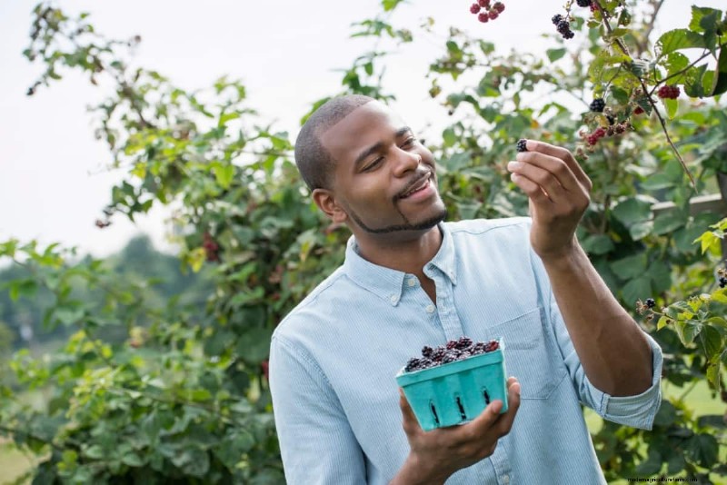 Berry Orchard Pest & Disease Management: A Complete Guide