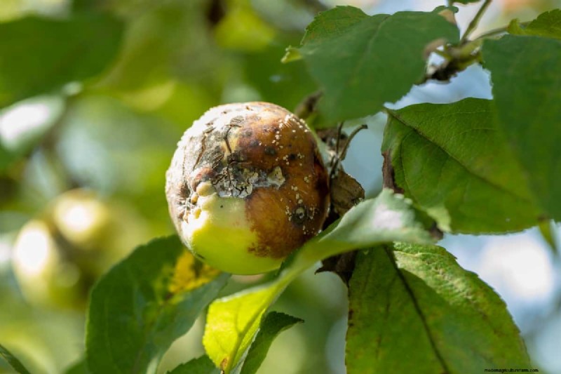 Apple Scab Control: A Comprehensive Guide to Prevention & Management