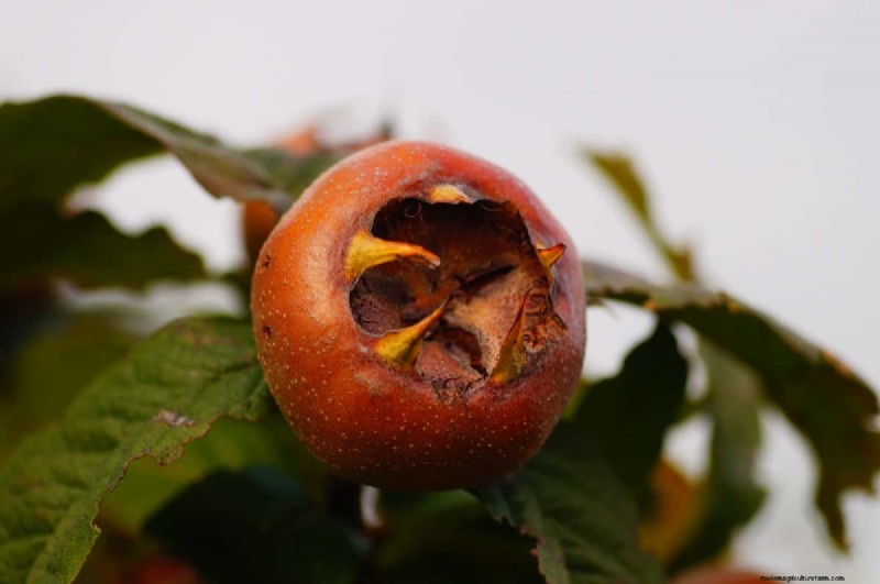 Apple Scab Control: A Comprehensive Guide to Prevention & Management