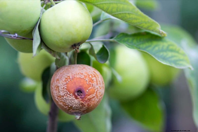 Apple Scab Control: A Comprehensive Guide to Prevention & Management