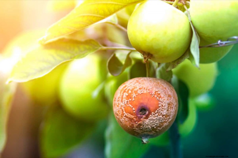 Apple Scab Control: A Comprehensive Guide to Prevention & Management