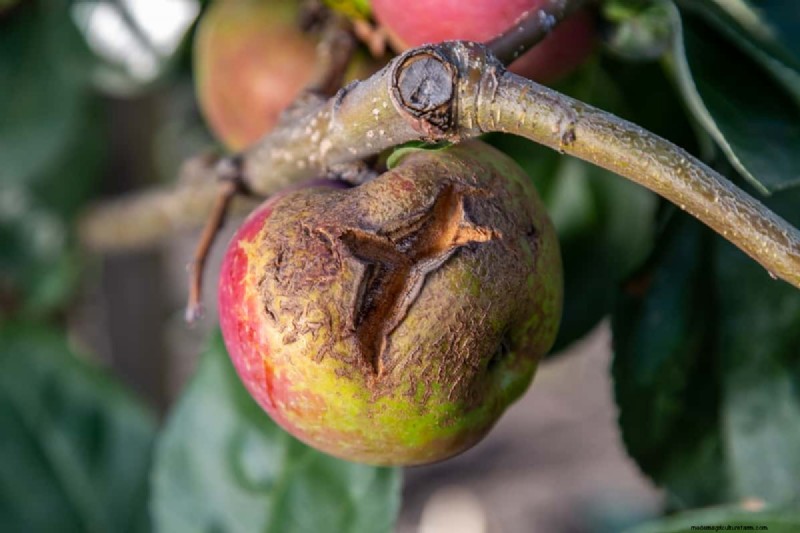 Apple Scab Control: A Comprehensive Guide to Prevention & Management