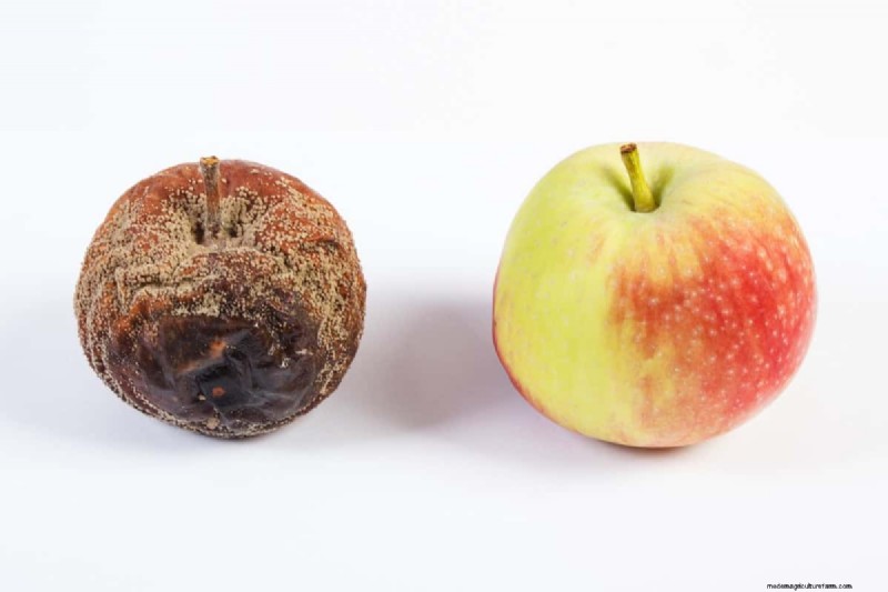 Apple Scab Control: A Comprehensive Guide to Prevention & Management