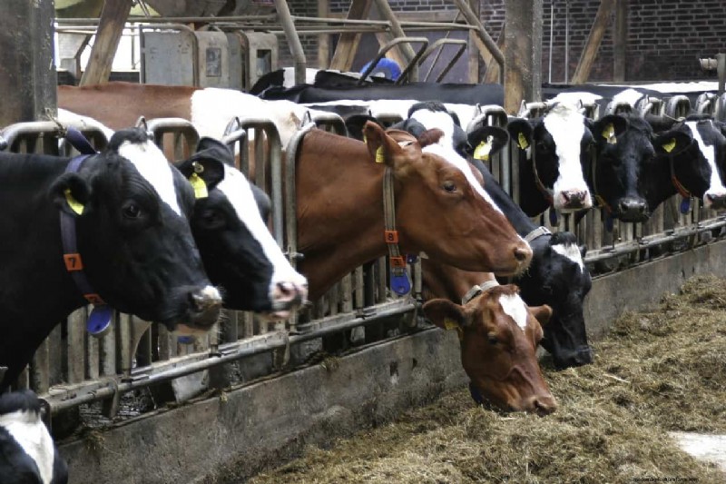 Reduce Feed Costs & Boost Profits with Ruminant Enzymes