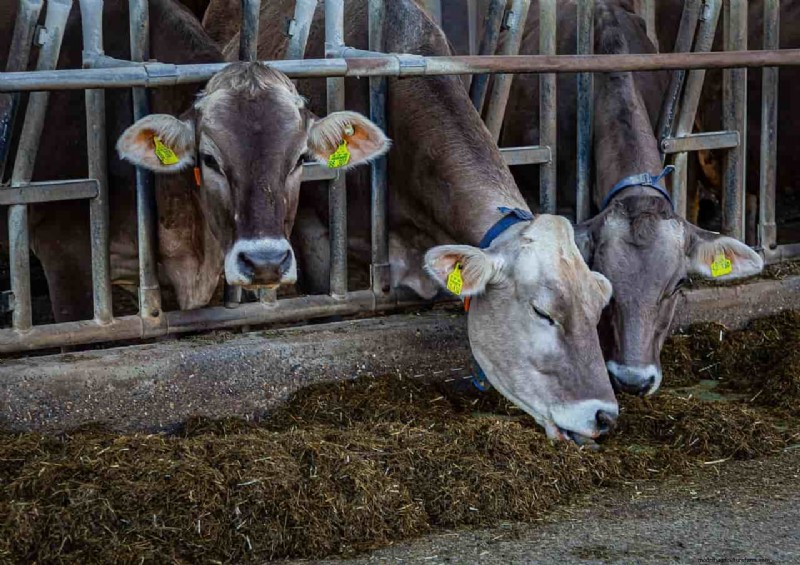Reduce Feed Costs & Boost Profits with Ruminant Enzymes
