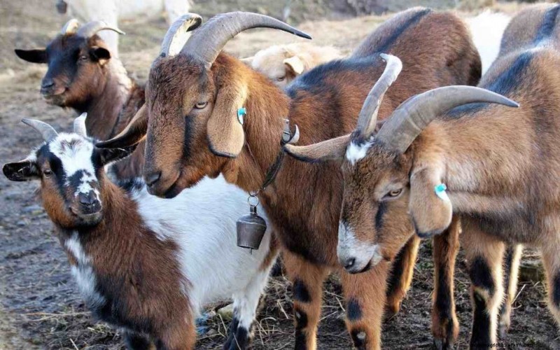 Natural Goat Deworming: Safe & Effective Homemade Remedies