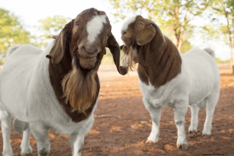 Natural Goat Deworming: Safe & Effective Homemade Remedies