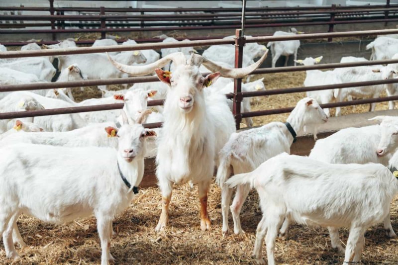 Natural Goat Deworming: Safe & Effective Homemade Remedies