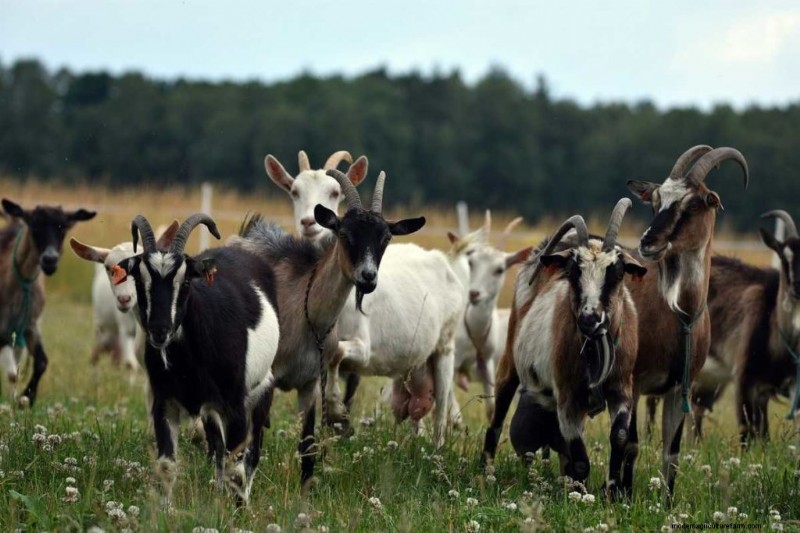 Natural Goat Deworming: Safe & Effective Homemade Remedies