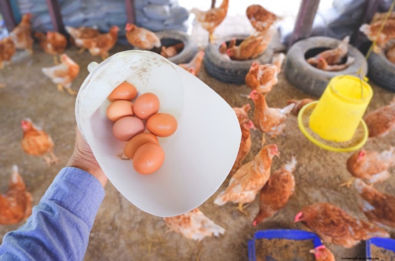 Poultry Farming Profitability: Earnings Per Chicken Explained