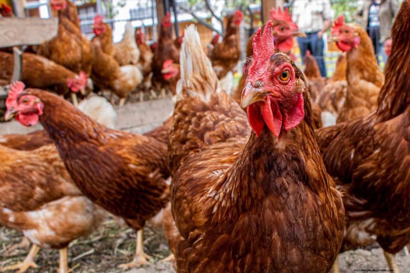 Poultry Farming Profitability: Earnings Per Chicken Explained