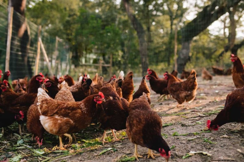 Poultry Farming Profitability: Earnings Per Chicken Explained