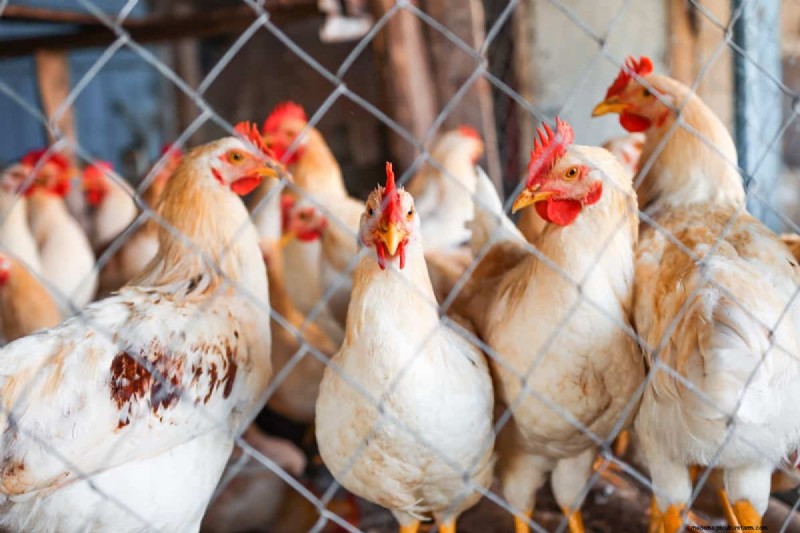 Poultry Farming Profitability: Earnings Per Chicken Explained