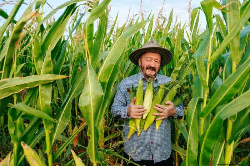 Corn & Maize Feed for Livestock: A Comprehensive Nutritional Guide