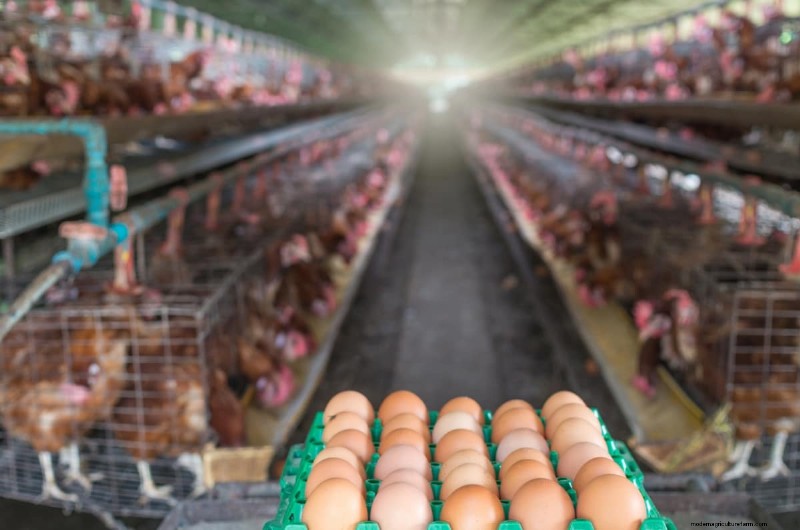 Corn & Maize Feed for Livestock: A Comprehensive Nutritional Guide