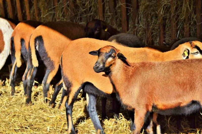 Corn & Maize Feed for Livestock: A Comprehensive Nutritional Guide