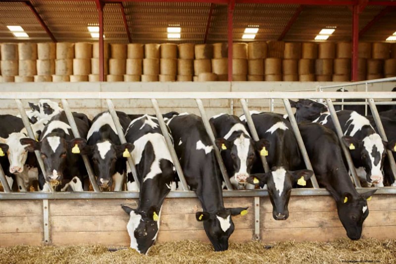 Corn & Maize Feed for Livestock: A Comprehensive Nutritional Guide