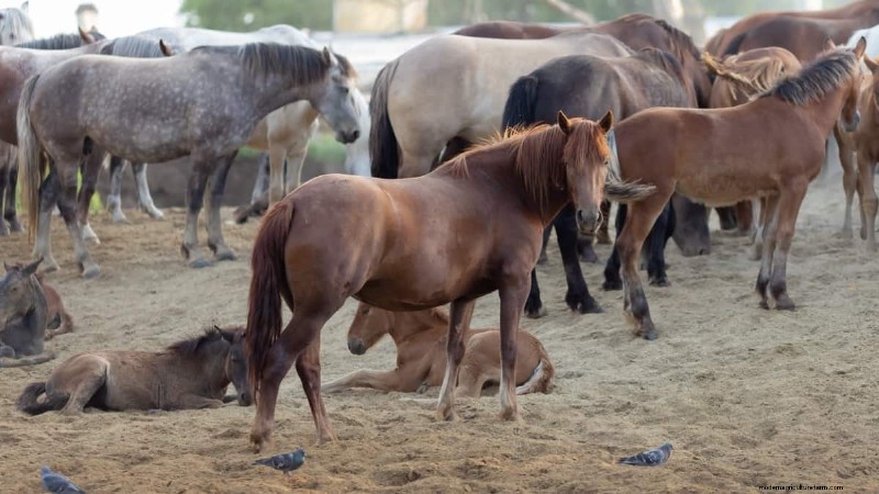 Corn & Maize Feed for Livestock: A Comprehensive Nutritional Guide