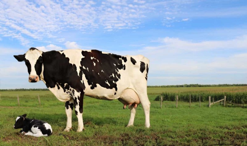 Monthly Income for Dairy Farms: A Breakdown by Herd Size