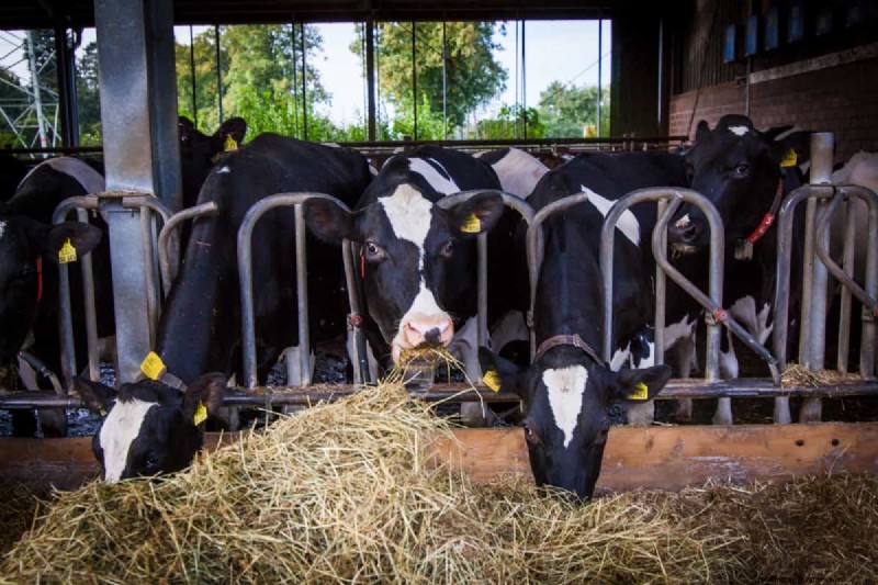 Monthly Income for Dairy Farms: A Breakdown by Herd Size