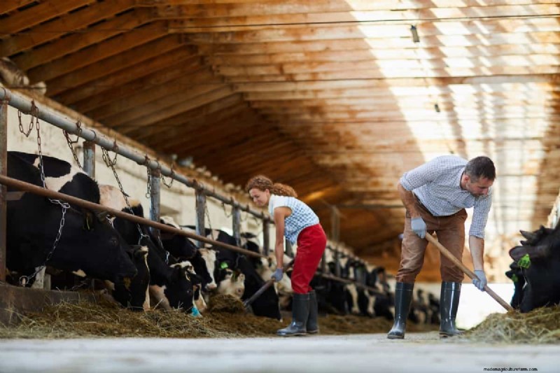 Monthly Income for Dairy Farms: A Breakdown by Herd Size