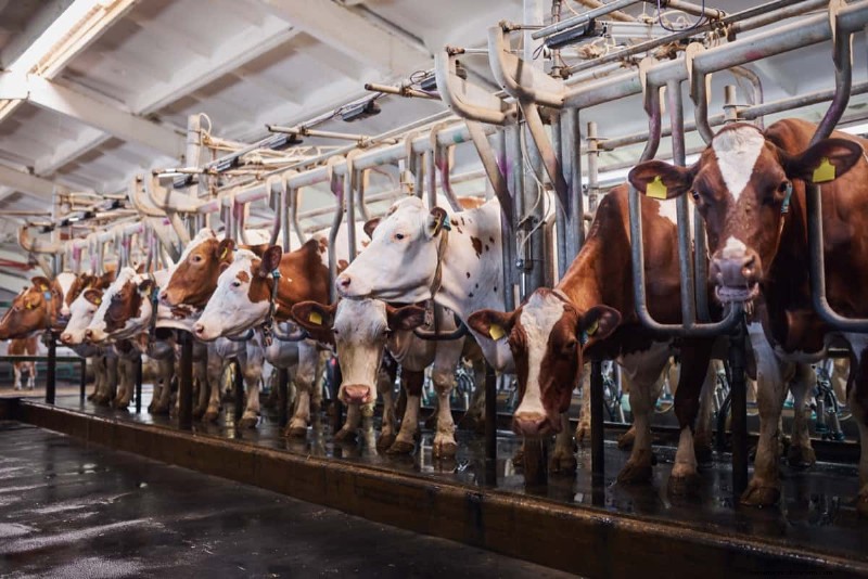 Monthly Income for Dairy Farms: A Breakdown by Herd Size