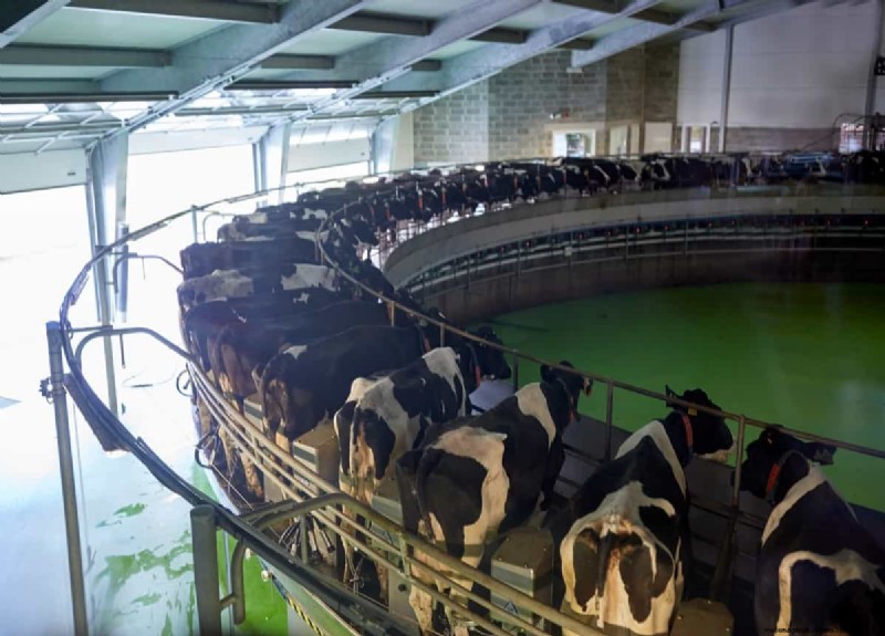 Monthly Income for Dairy Farms: A Breakdown by Herd Size