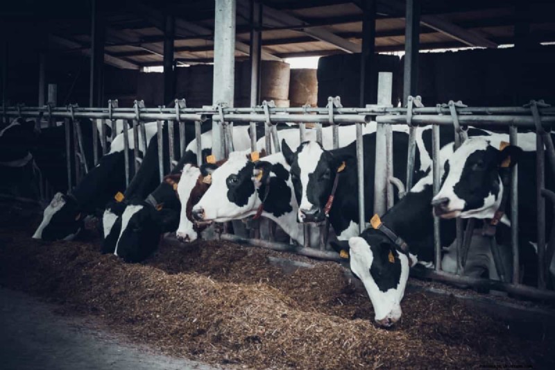 Dairy Farm Startup Costs in Maharashtra: A Comprehensive Guide
