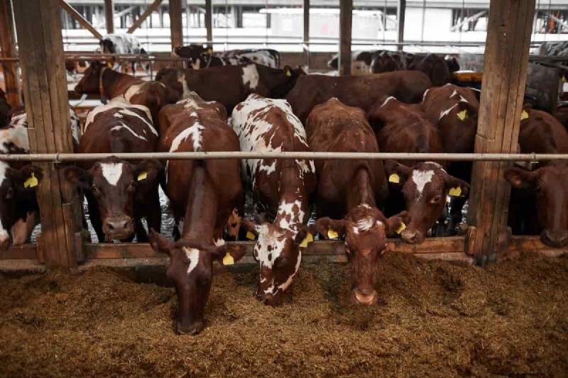 Dairy Farm Startup Costs in Maharashtra: A Comprehensive Guide