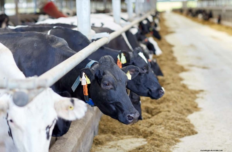 Dairy Farm Startup Costs in Maharashtra: A Comprehensive Guide