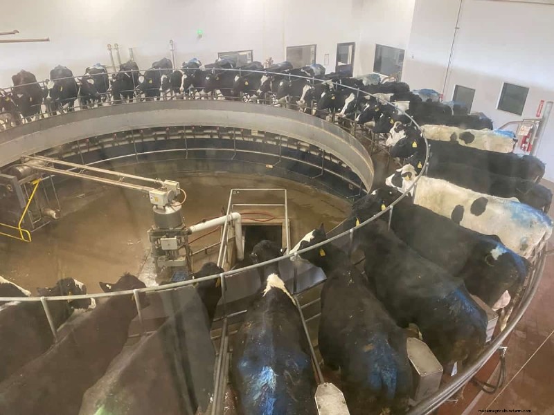 Dairy Farm Startup Costs in Maharashtra: A Comprehensive Guide
