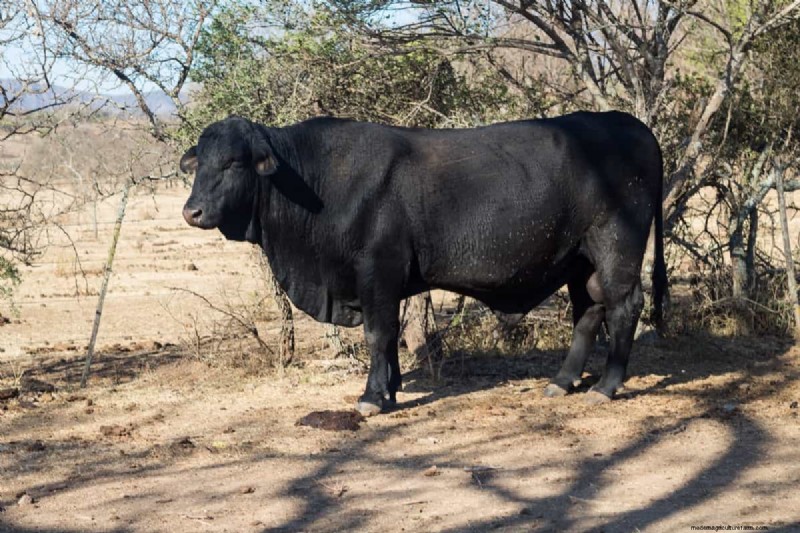 Australian Cattle Farming Income: Earnings, Costs & Profitability