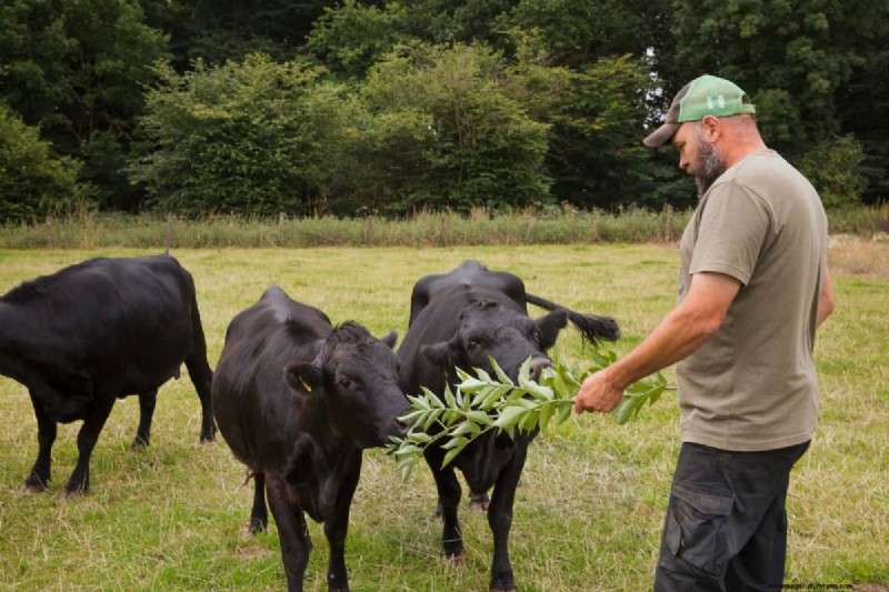 Australian Cattle Farming Income: Earnings, Costs & Profitability