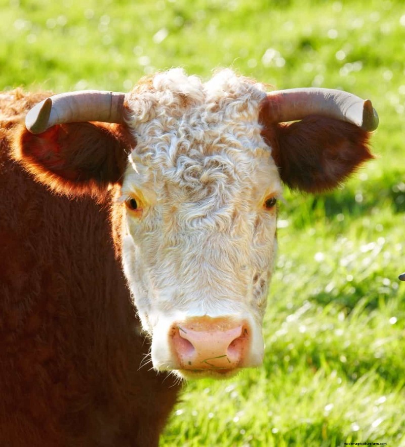 Australian Cattle Farming Income: Earnings, Costs & Profitability