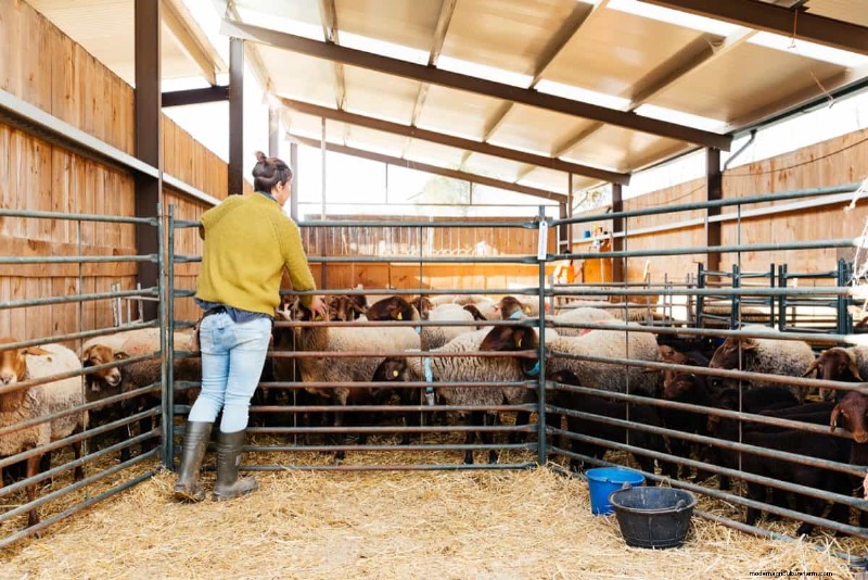 Natural Sheep Foot Rot Treatment: Holistic Remedies & Prevention