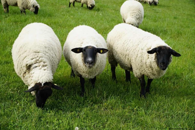 Natural Sheep Foot Rot Treatment: Holistic Remedies & Prevention