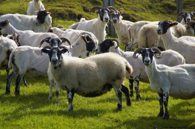 Natural Sheep Foot Rot Treatment: Holistic Remedies & Prevention