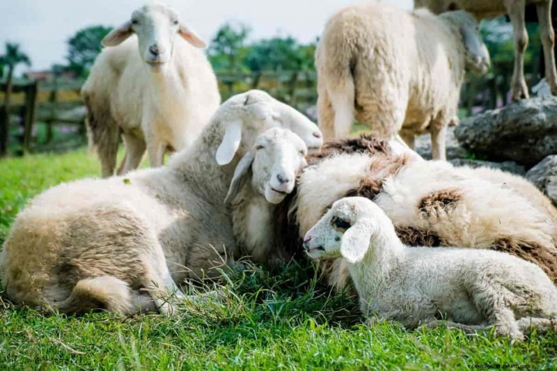 Natural Sheep Foot Rot Treatment: Holistic Remedies & Prevention