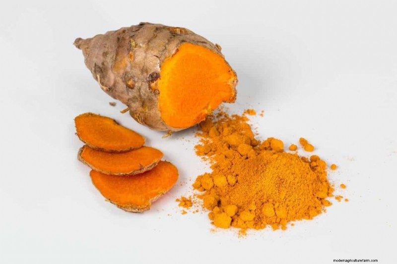 Turmeric Supplementation for Livestock: Boosting Health Naturally