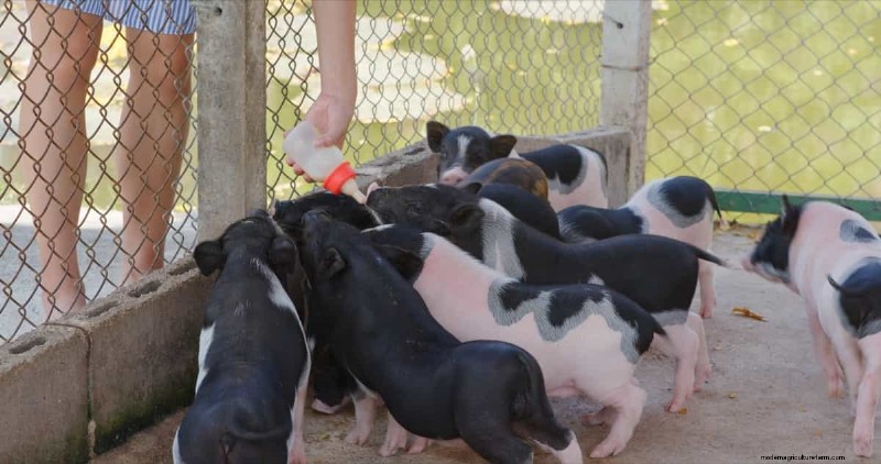 Turmeric Supplementation for Livestock: Boosting Health Naturally