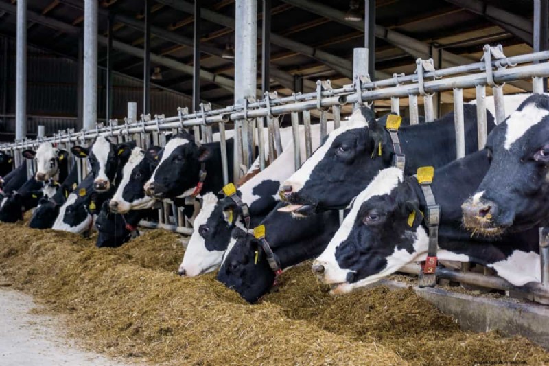 Turmeric Supplementation for Livestock: Boosting Health Naturally